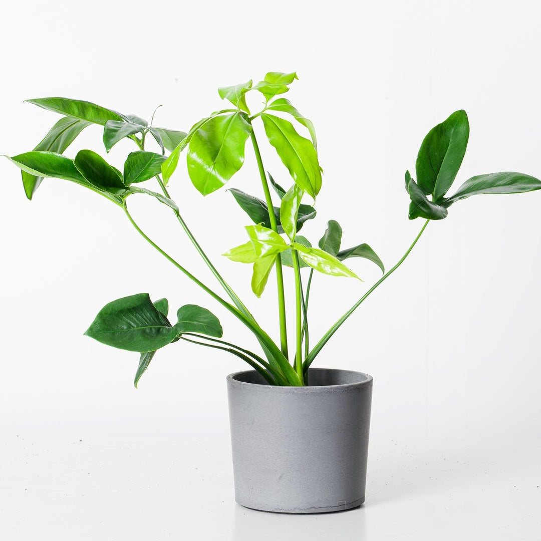 domai philodendron Philodendron goeldii 'Fun Bun' | Thaumatophyllum spruceanum