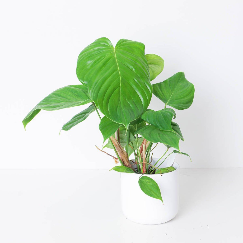 philodendron grandipes mature Philodendron grandipes