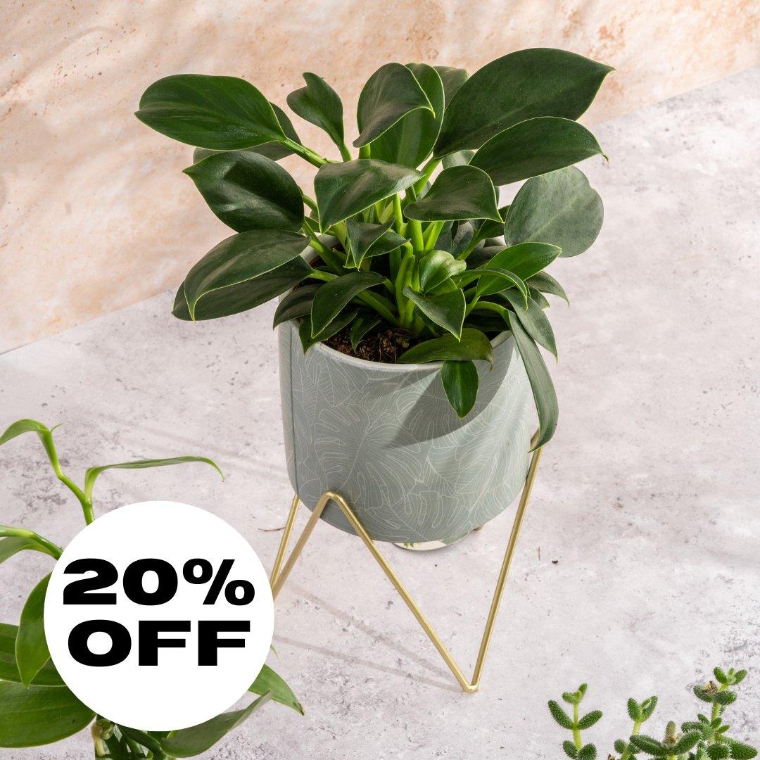 Philodendron Green Princess | 12cm Pot | House Plant - House of Kojo