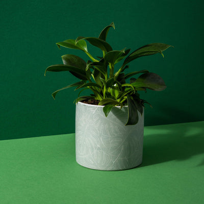Philodendron Green Princess | 12cm Pot | House Plant - House of Kojo