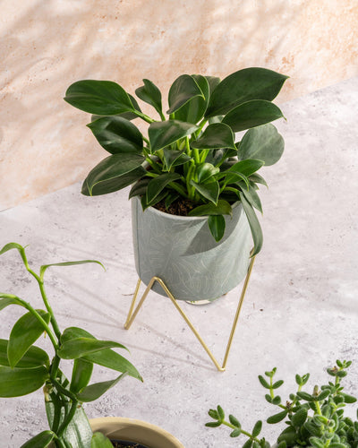 Philodendron Green Princess | 12cm Pot | House Plant - House of Kojo