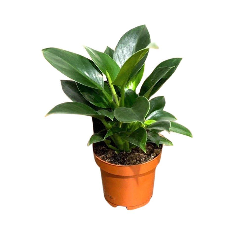 Philodendron Green Princess | 12cm Pot | House Plant - House of Kojo