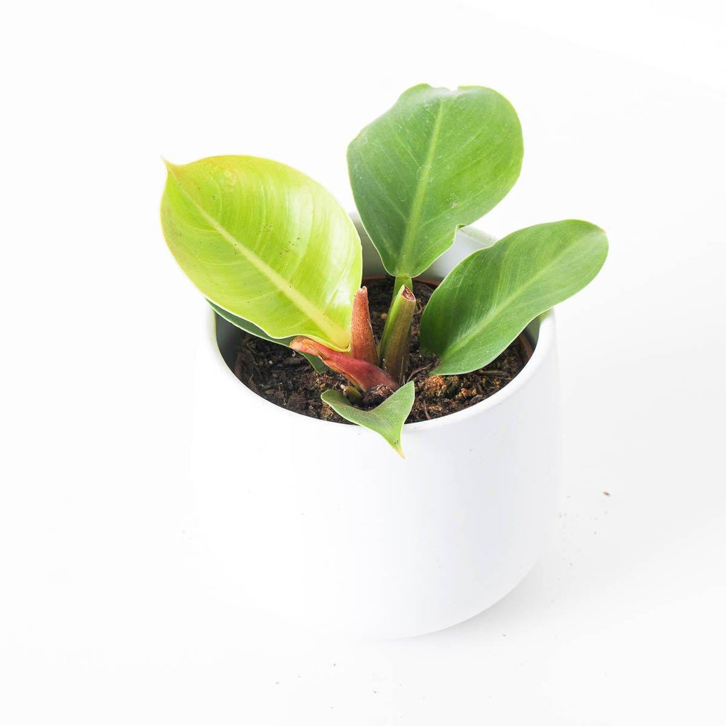 imperial golden philodendron Philodendron Imperial Gold