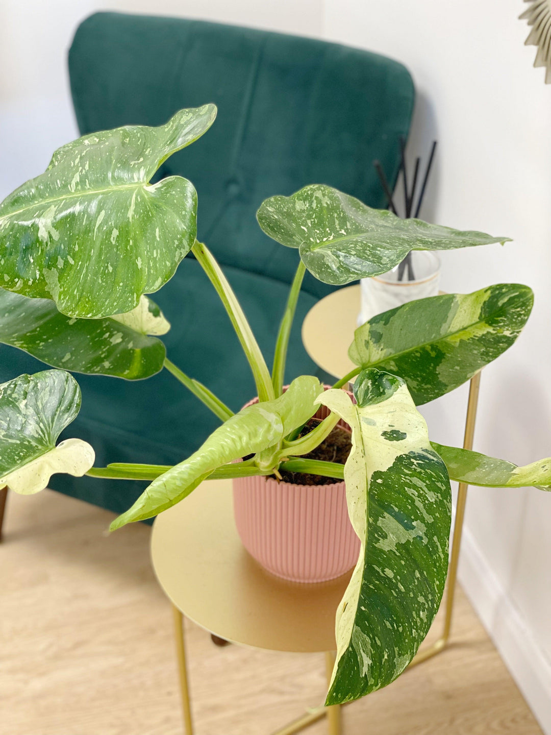 philodendron jose buono mature Philodendron Jose Buono