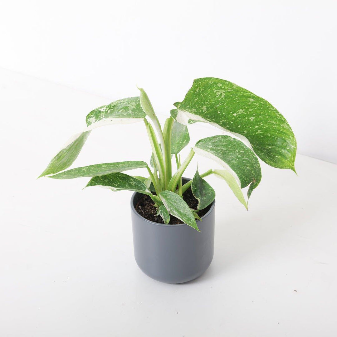 philodendron jose buono uk Philodendron Jose Buono