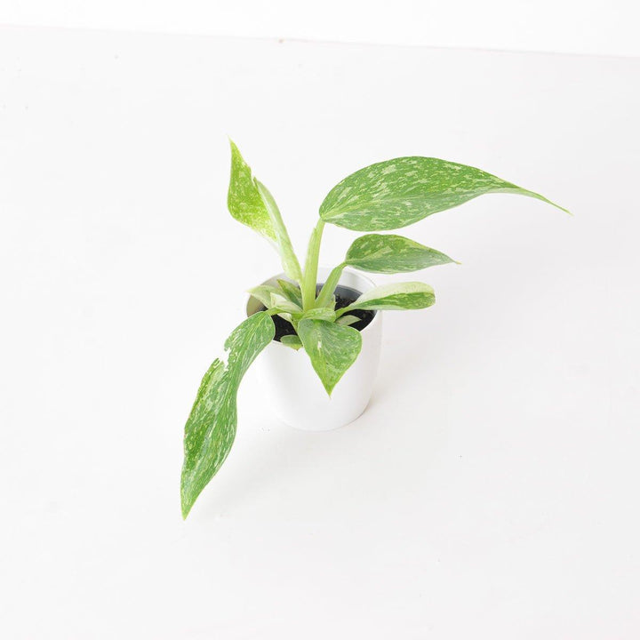 philodendron jose buono uk Philodendron Jose Buono