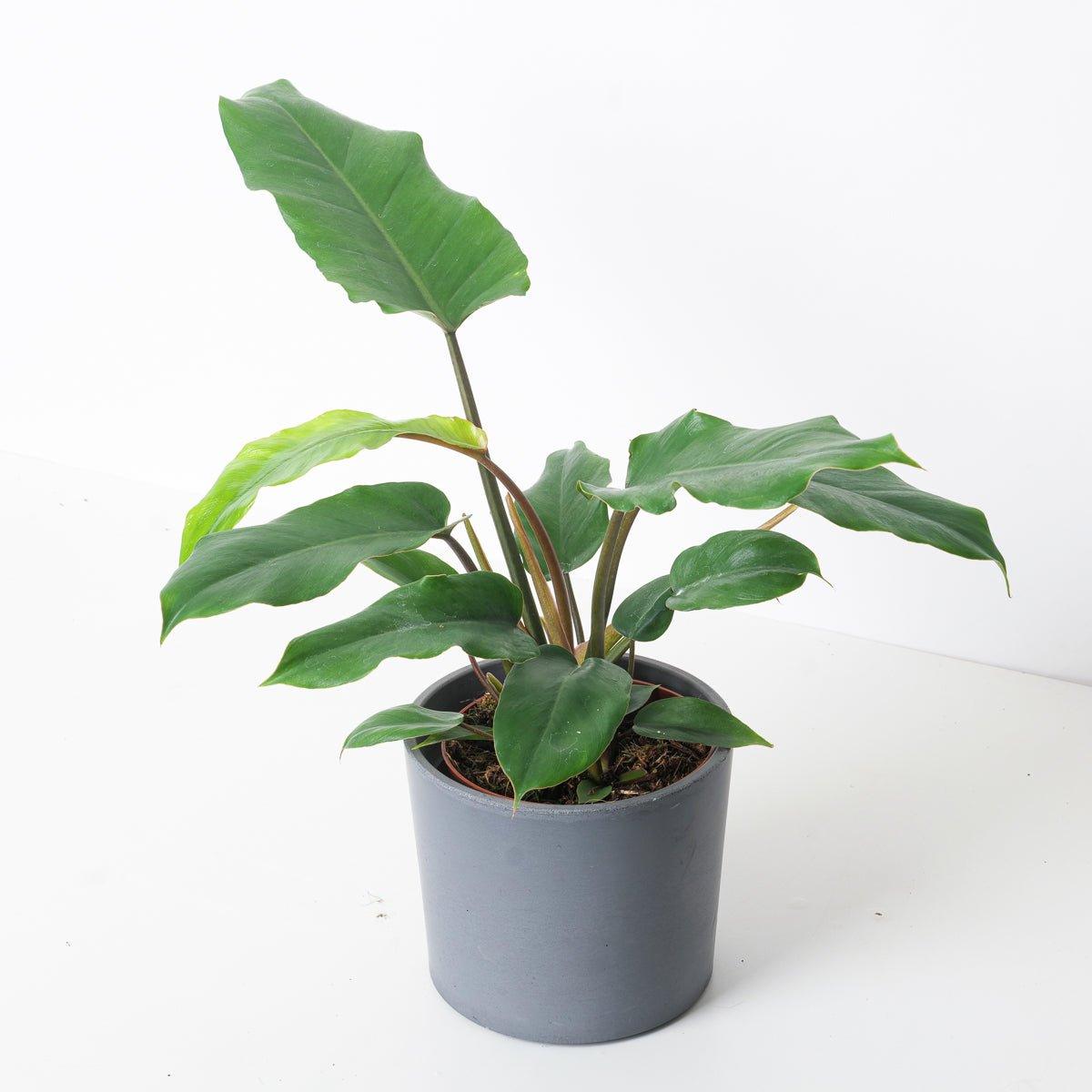 Philodendron 'Jungle Fever' - House of Kojo