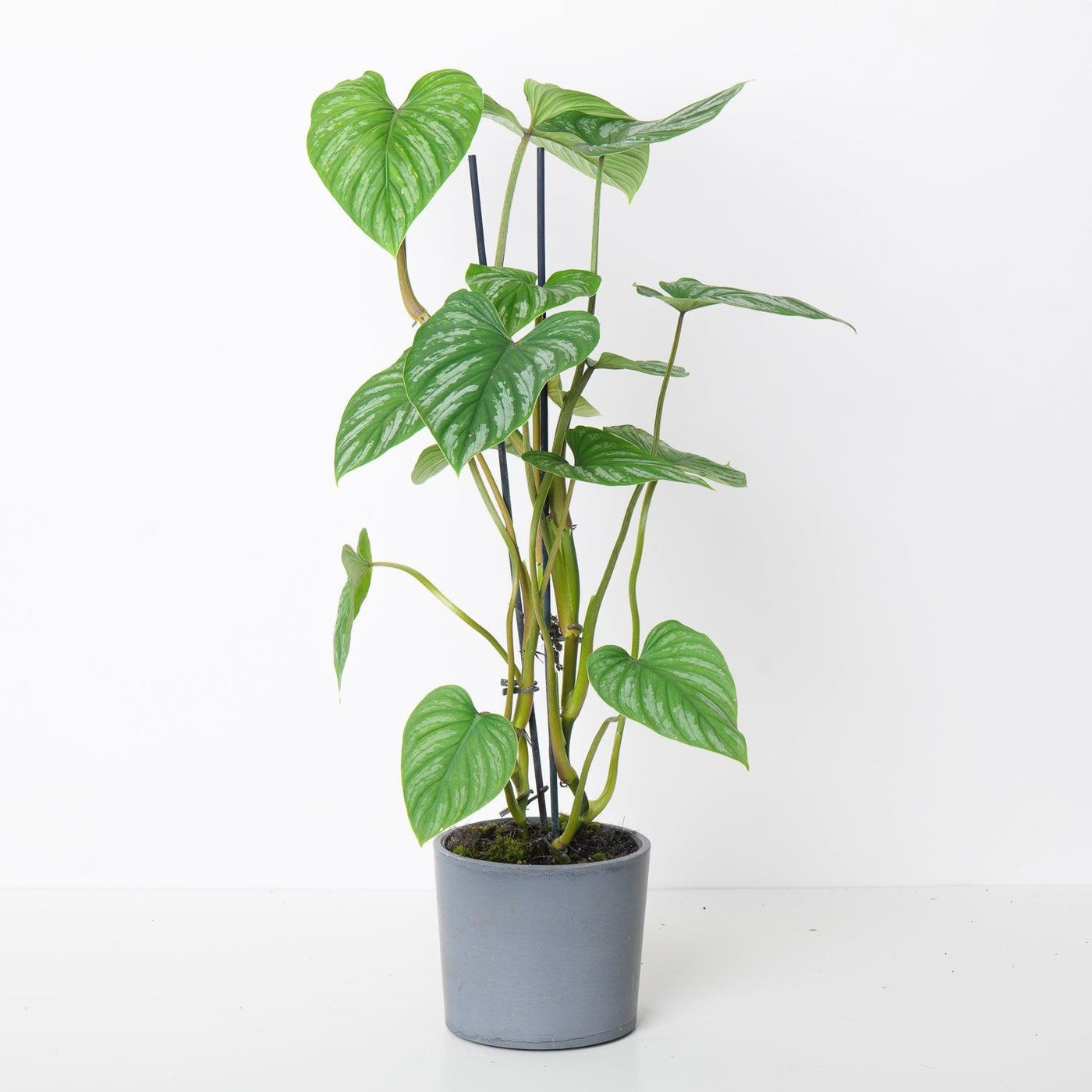 Philodendron Mamei Climbing Form - House of Kojo