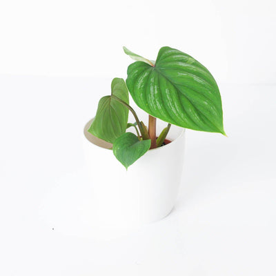Philodendron Mamei - House of Kojo