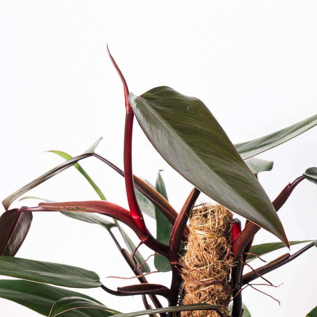 philodendron mandaianum care Philodendron Mandaianum