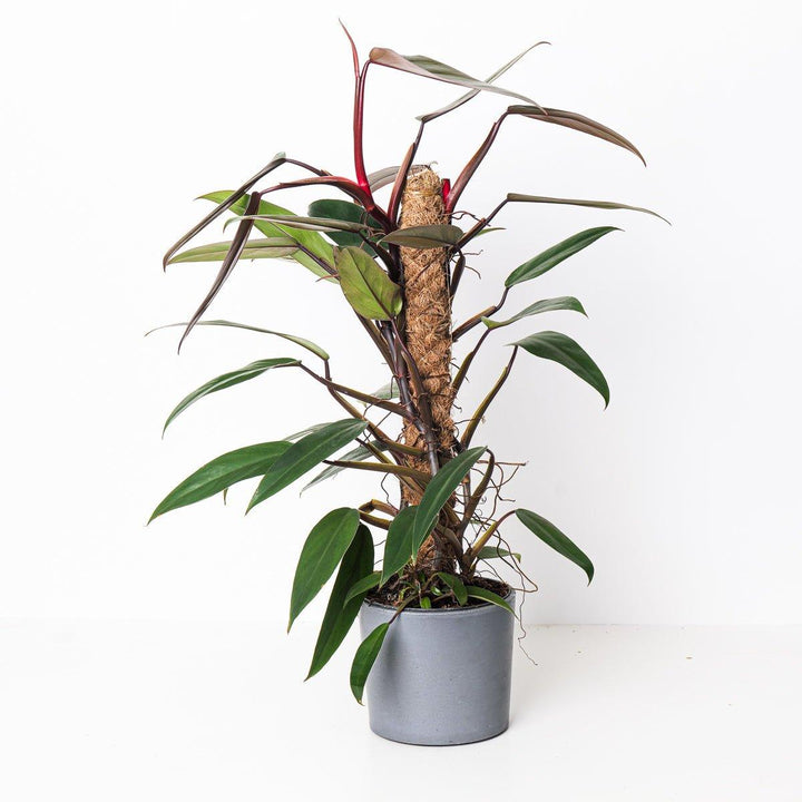 philodendron mandaianum care Philodendron Mandaianum