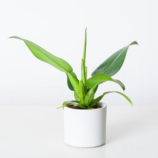 Philodendron Martianum | Philodendron Pacova | Philodendron Fatboy - House of Kojo