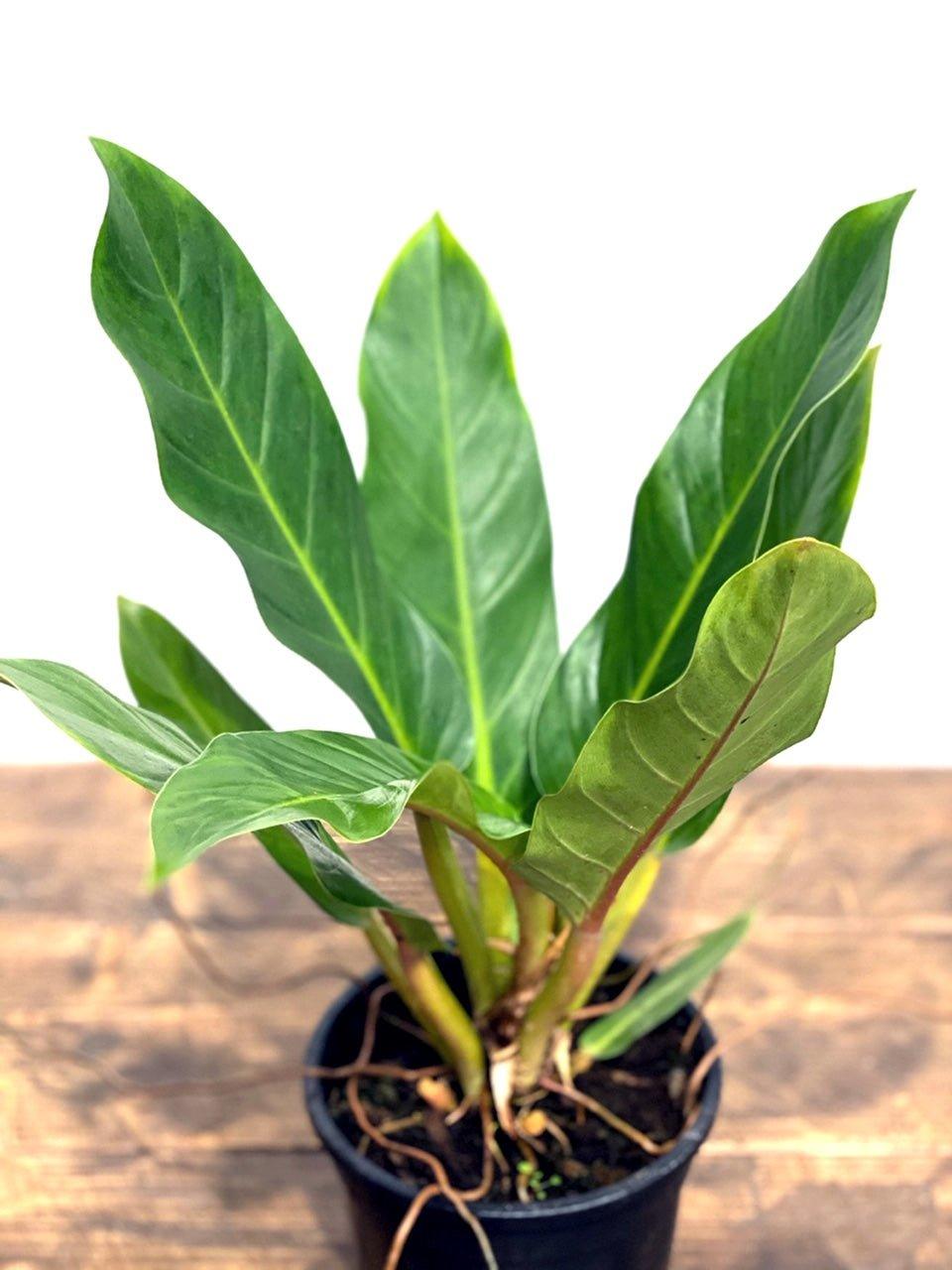Philodendron Martianum | Philodendron Pacova | Philodendron Fatboy