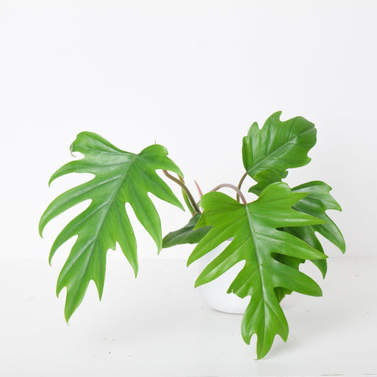 Philodendron Mayoi - House of Kojo
