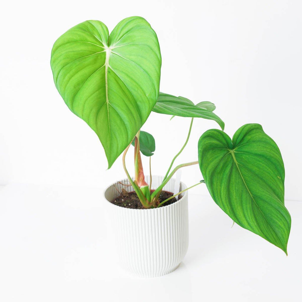 philodendron mcdowell for sale Philodendron McDowell