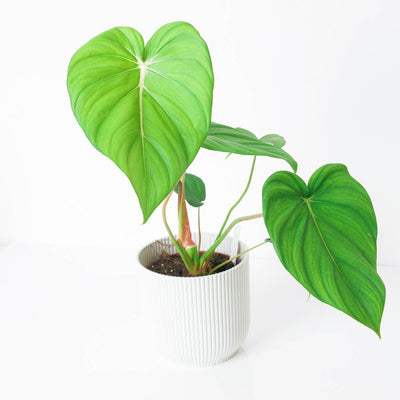 Philodendron McDowell - House of Kojo