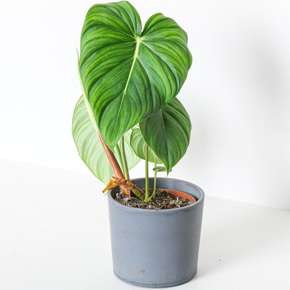 Philodendron McDowell - House of Kojo