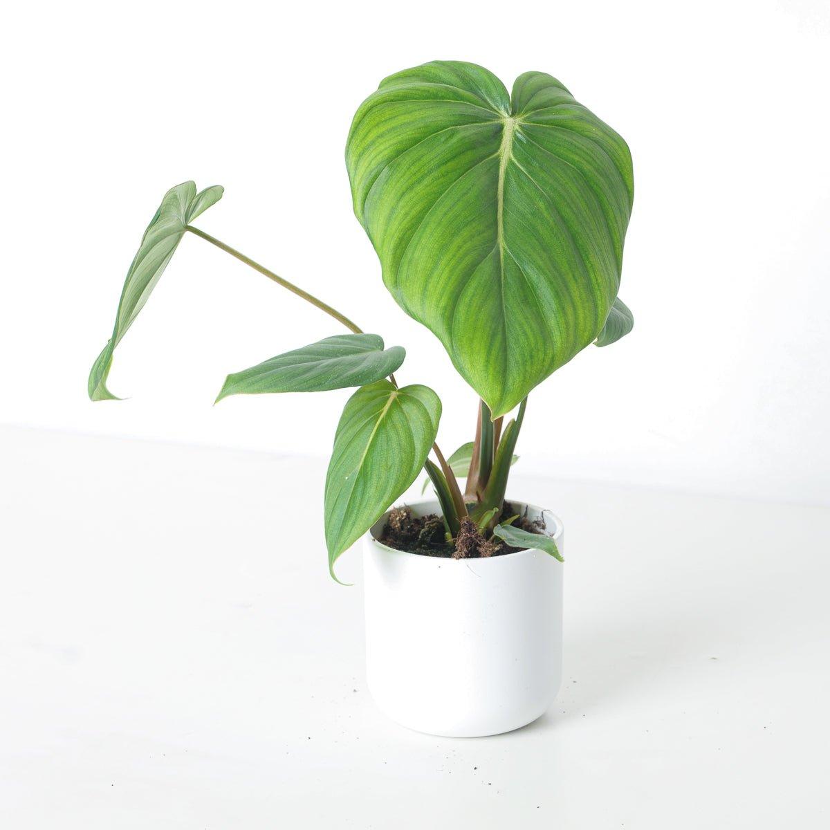 Philodendron McDowell - House of Kojo