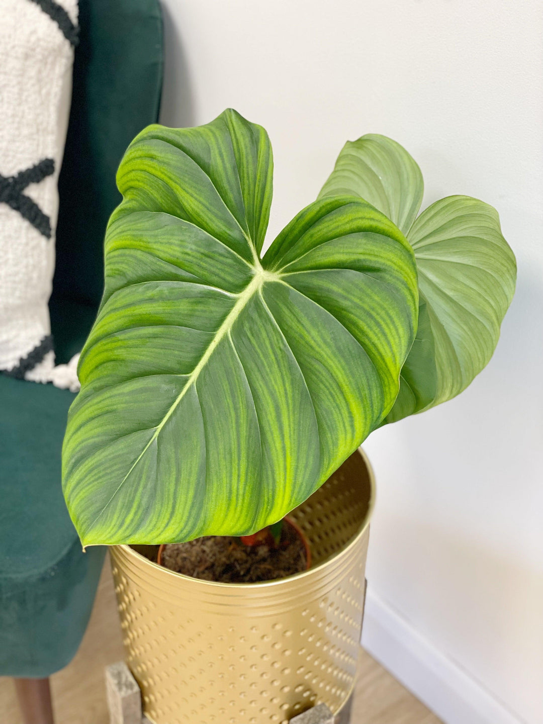 Philodendron McDowell