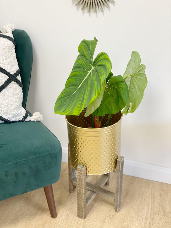 philodendron mcdowell price Philodendron McDowell