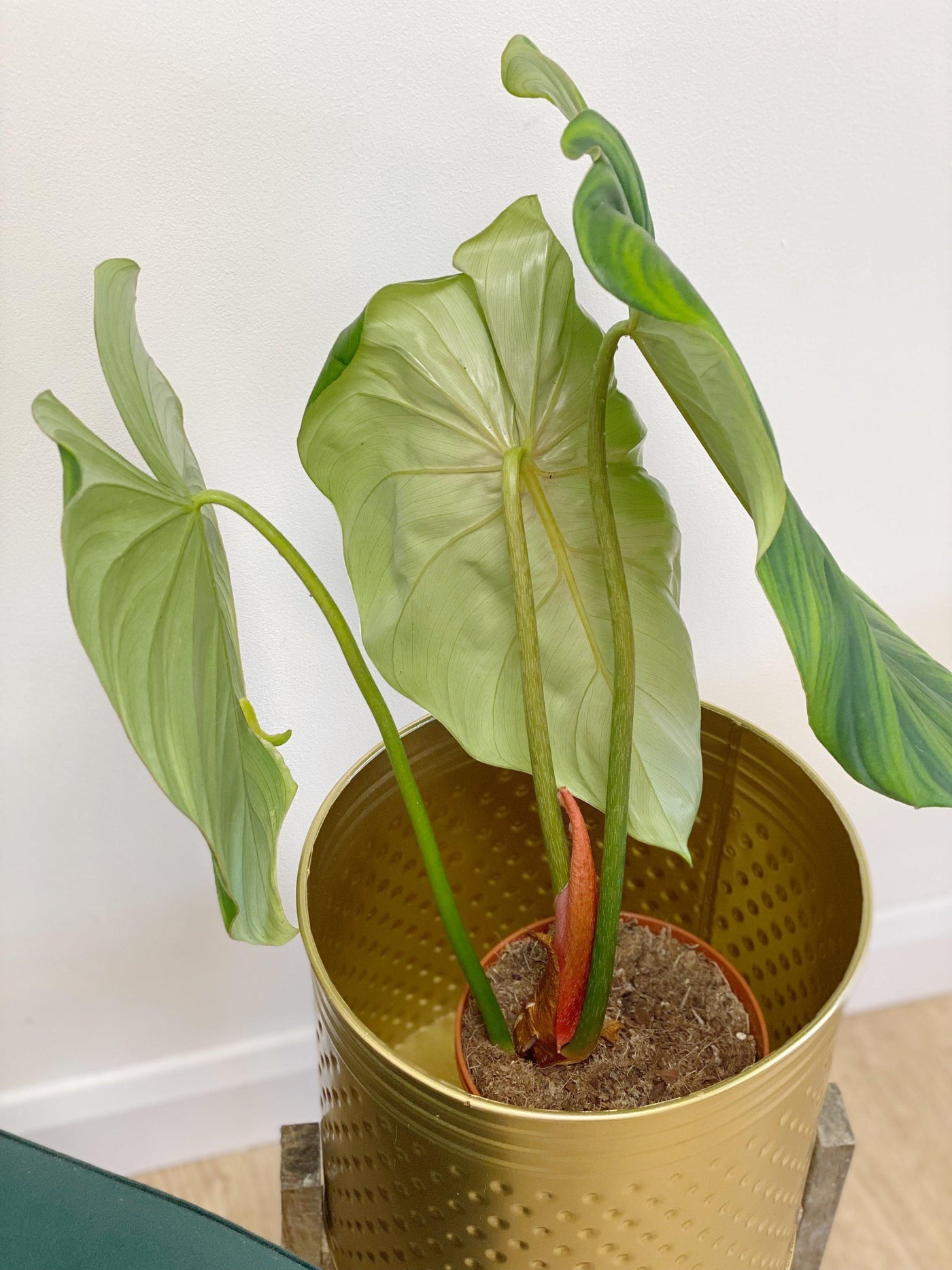 Philodendron McDowell - House of Kojo