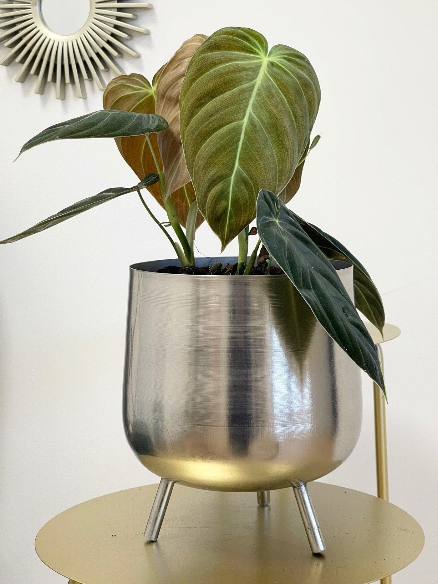 Philodendron Melanochrysum - House of Kojo