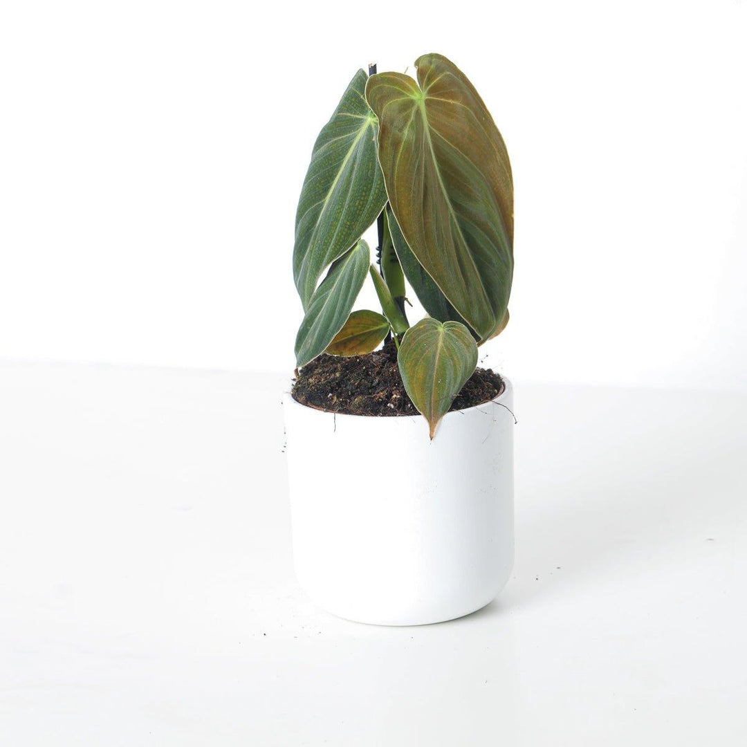 Philodendron Melanochrysum