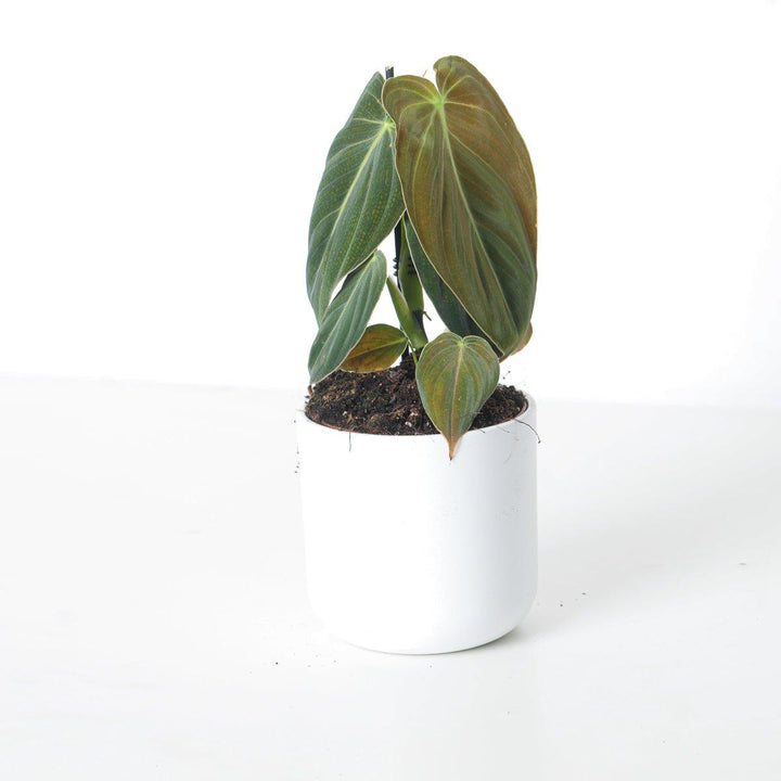 Philodendron Melanochrysum