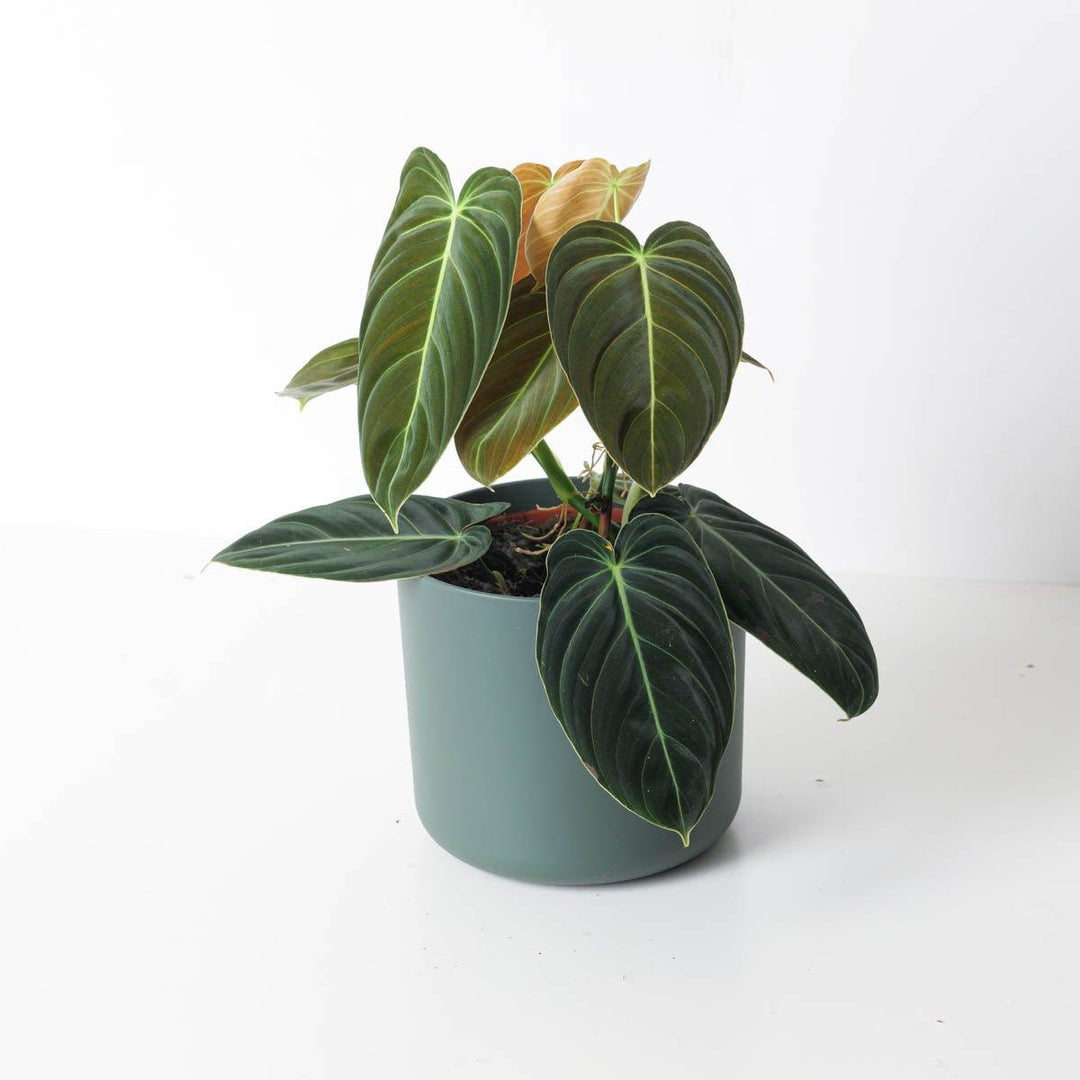 plant fatsia Fatsia polycarpa 'Green Fingers' – Secret Garden Growers main image 0