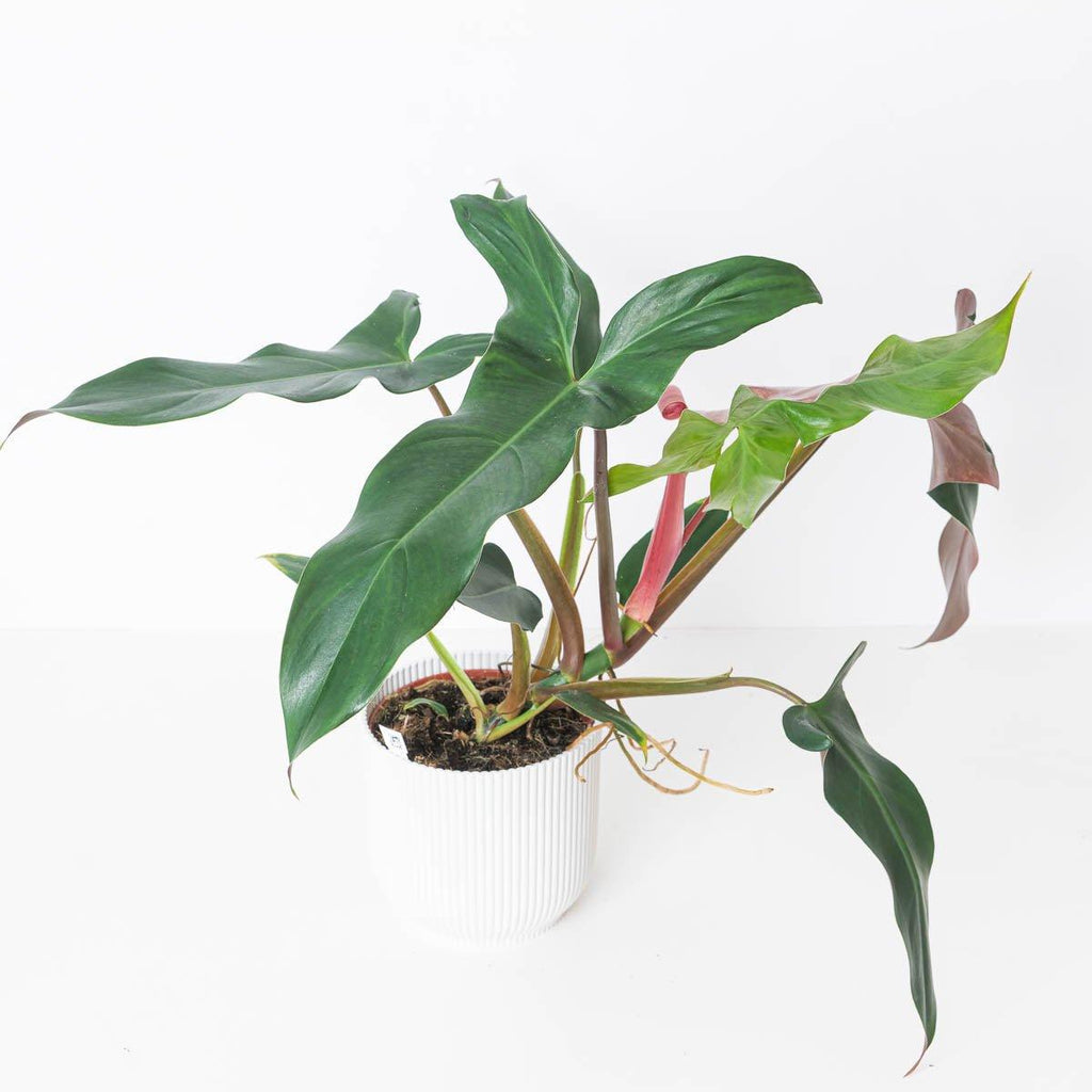philodendron mexicana Philodendron mexicanum