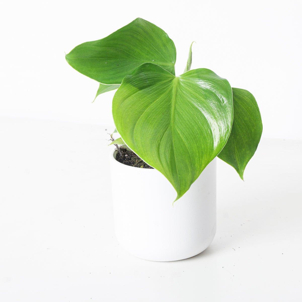 Philodendron Microstictum - House of Kojo