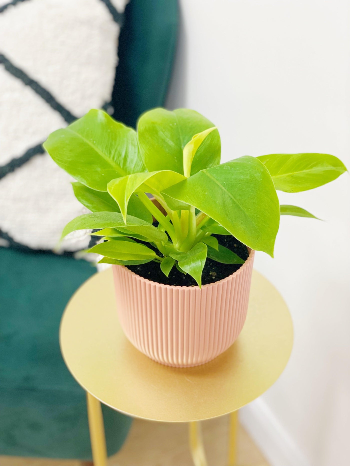 Philodendron Moonlight - House of Kojo
