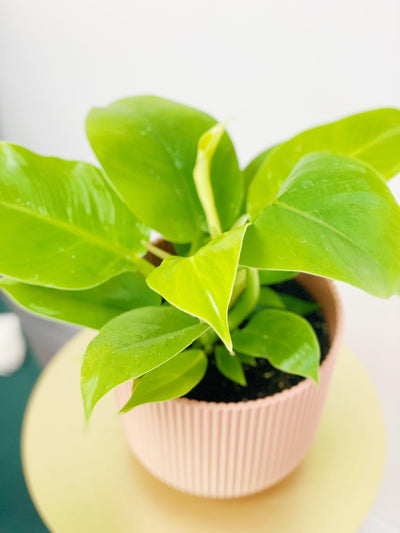 Philodendron Moonlight - House of Kojo