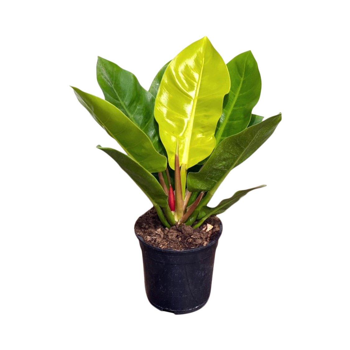 Philodendron Moonlight | House Plant - House of Kojo