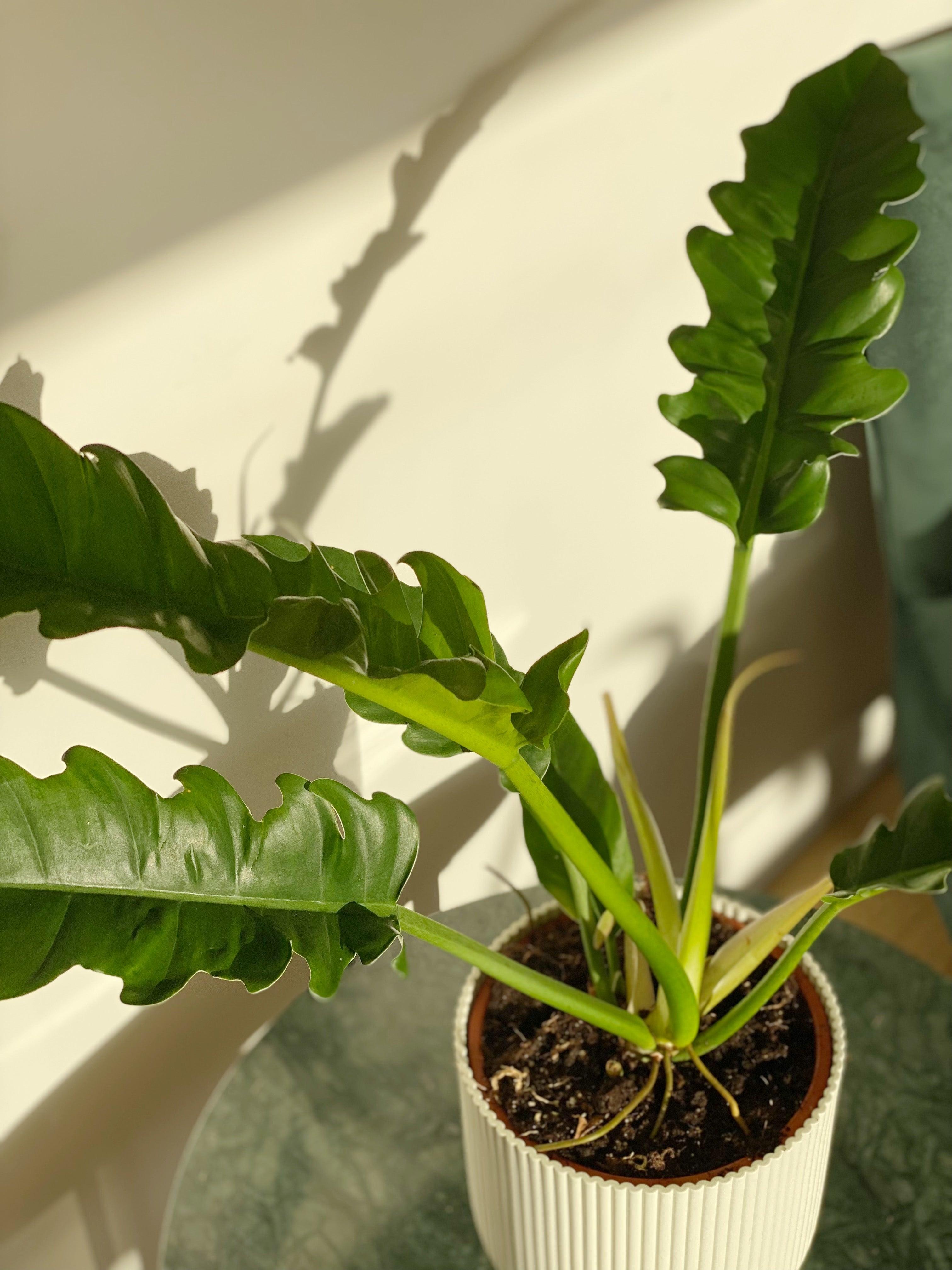 narrow escape philodendron Philodendron Narrow Escape