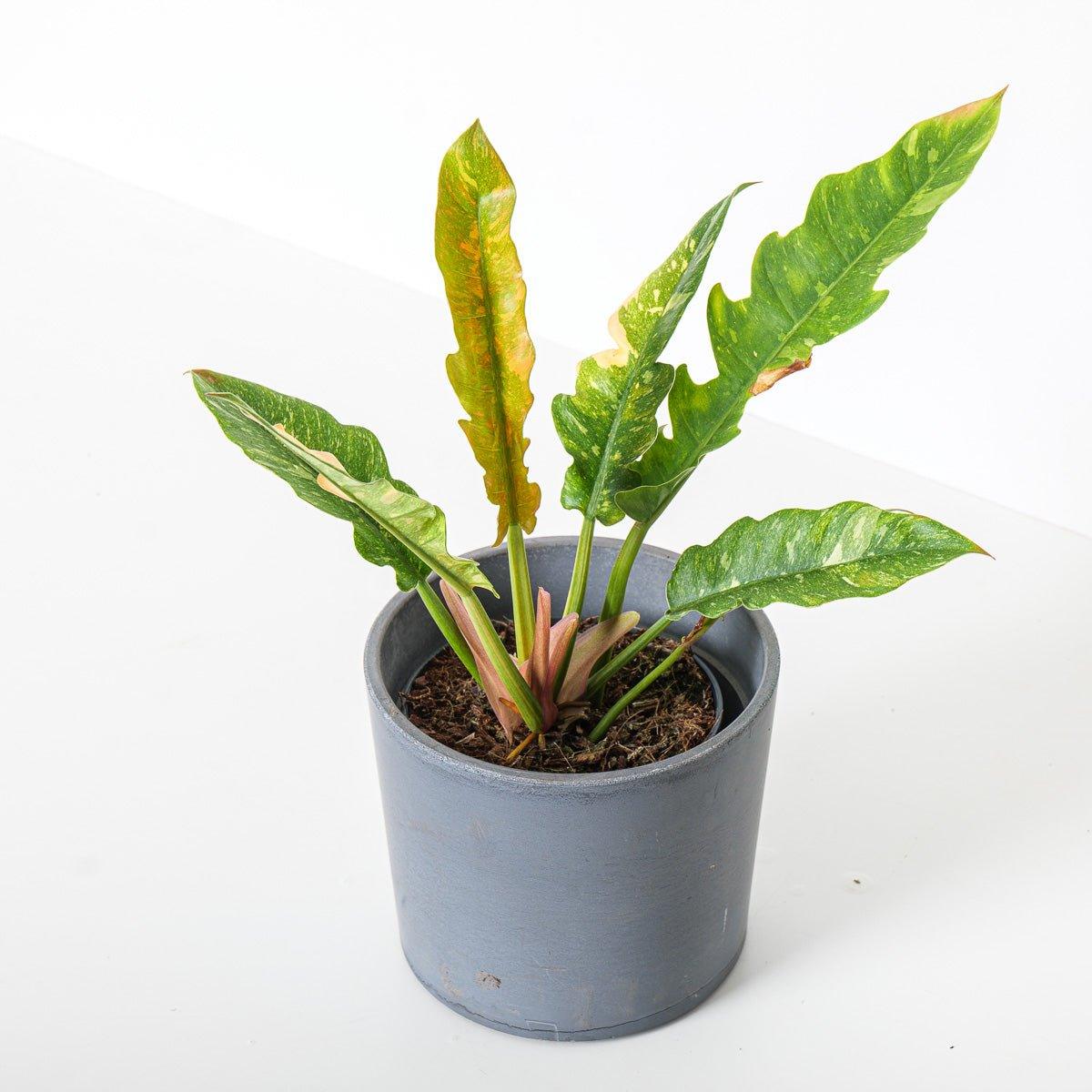 philodendron narrow vs ring of fire Philodendron Narrow Ring of Fire