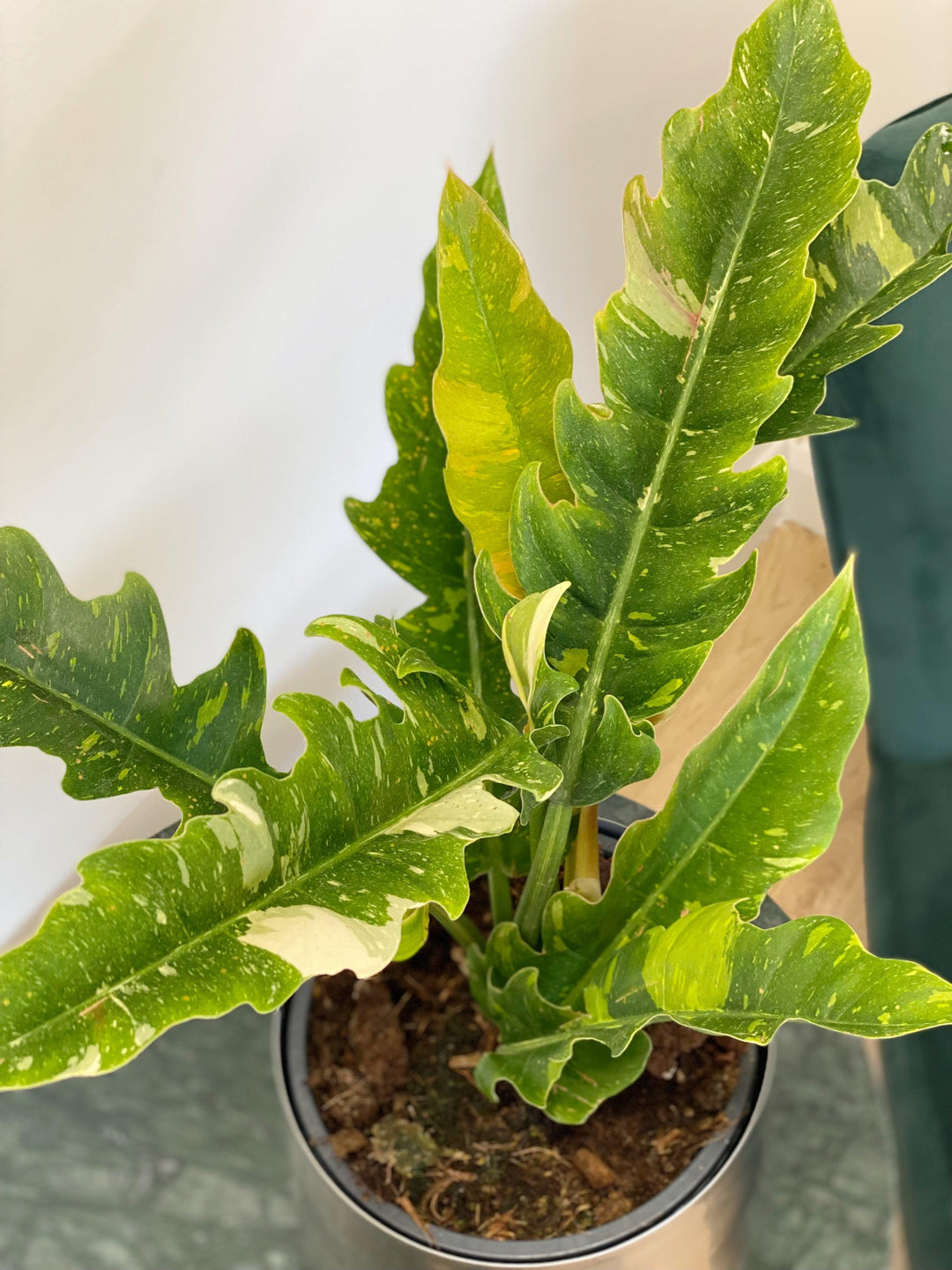 Philodendron Narrow Ring of Fire