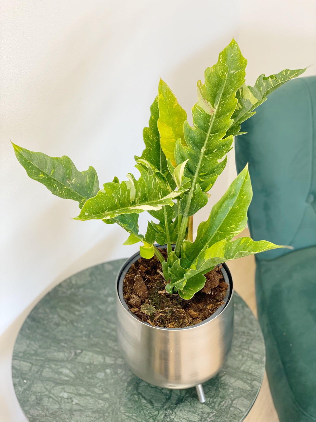philodendron narrow vs ring of fire Philodendron Narrow Ring of Fire