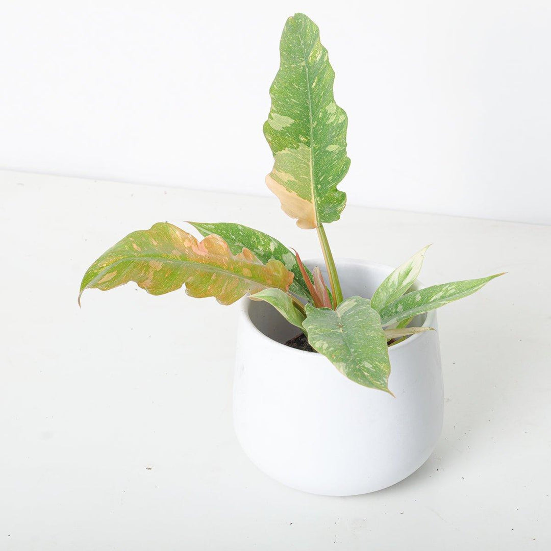 buy bantel's sensation snake plant Snake 'Bantel's Sensation'