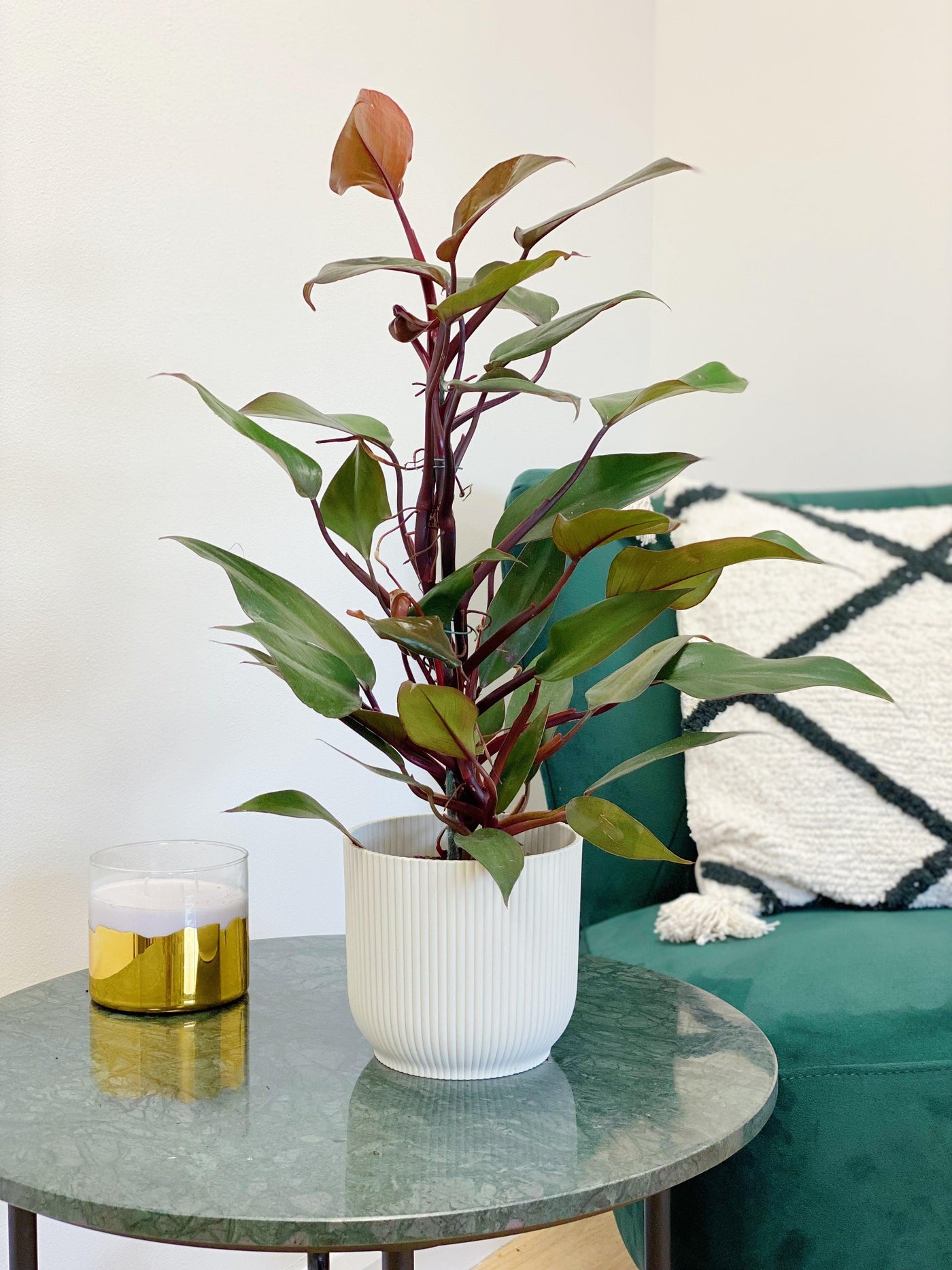 Philodendron New Red - House of Kojo