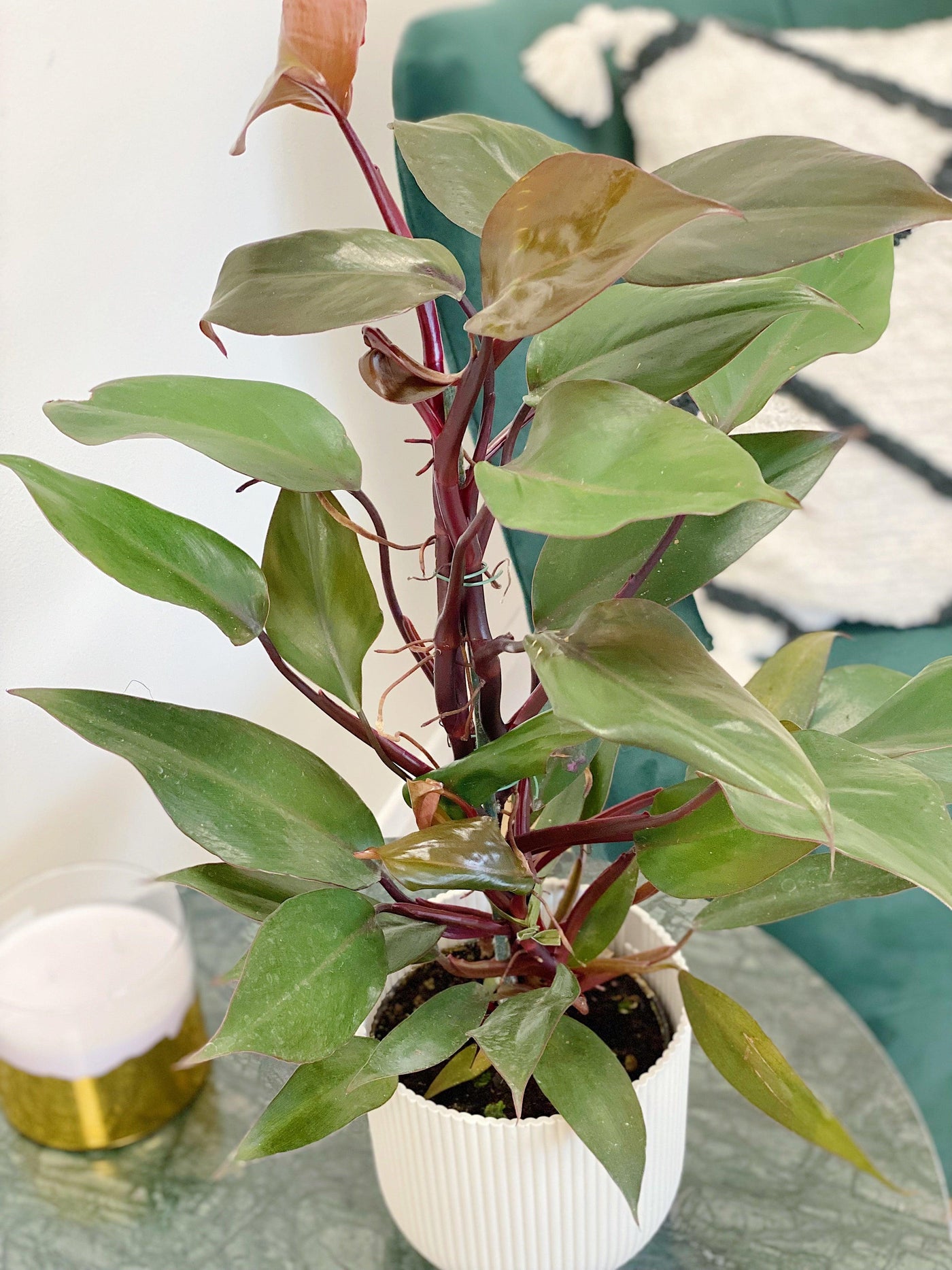 Philodendron New Red - House of Kojo