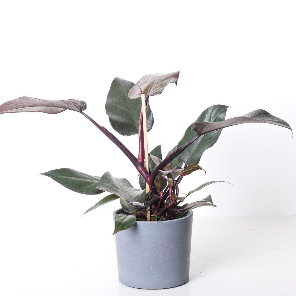 Philodendron New Red - House of Kojo