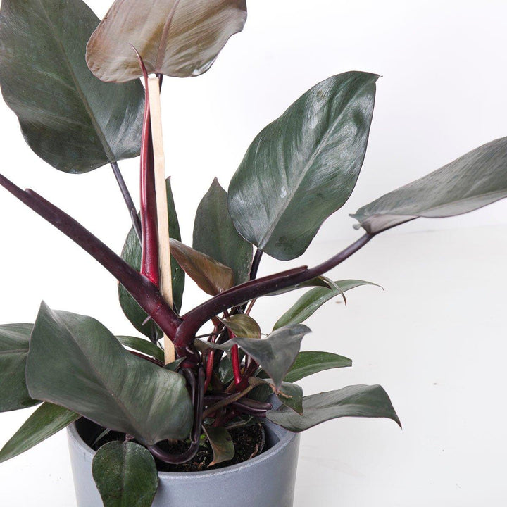 caramel marble philodendron Philodendron Caramel Marble – Jordan's Jungle