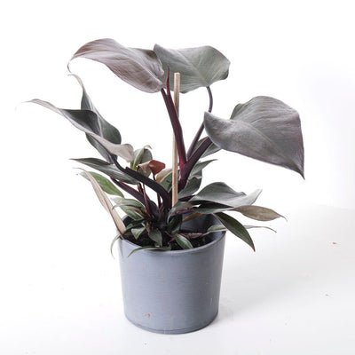 Philodendron New Red - House of Kojo