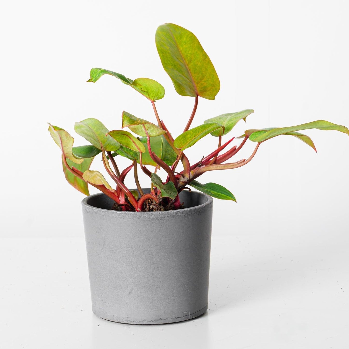 Philodendron Painted Lady - House of Kojo
