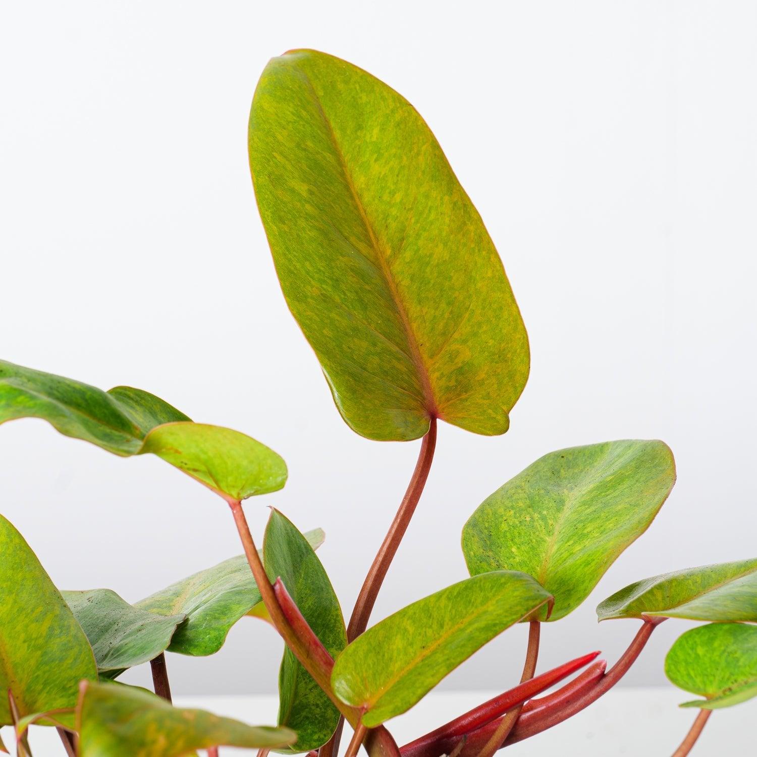 Philodendron Painted Lady - House of Kojo