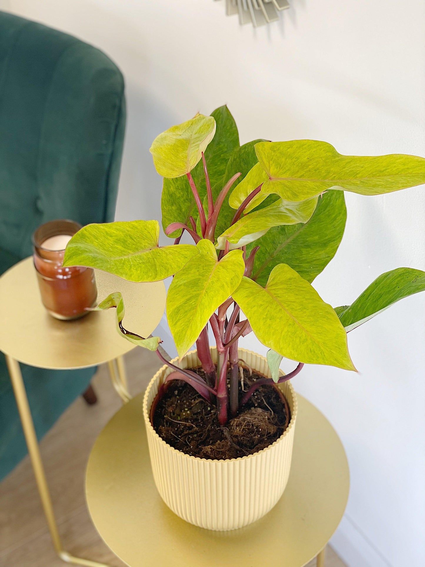 Philodendron Painted Lady - House of Kojo