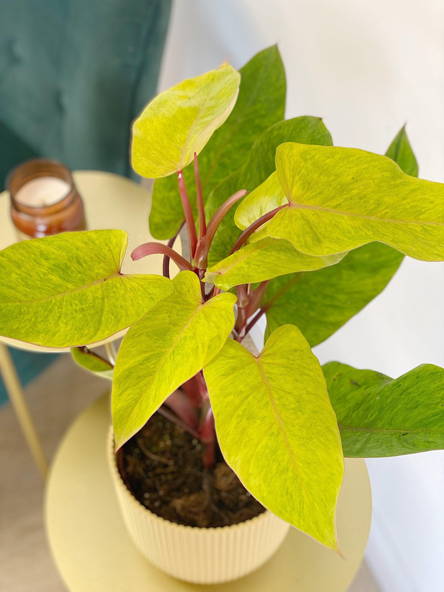 Philodendron Painted Lady - House of Kojo
