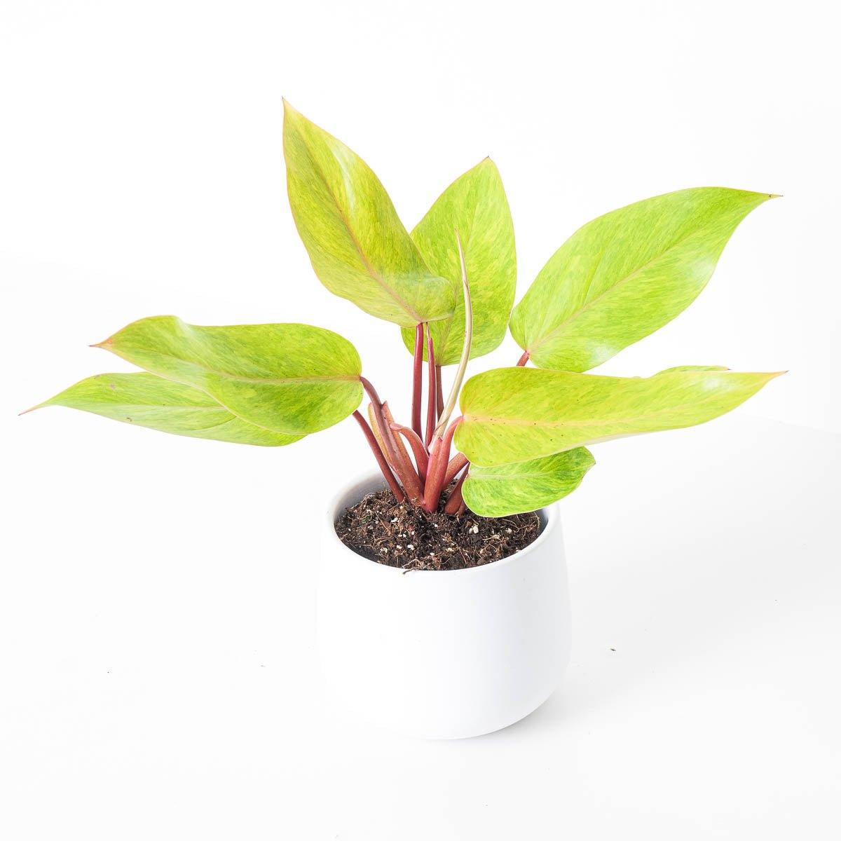 Philodendron Painted Lady - House of Kojo