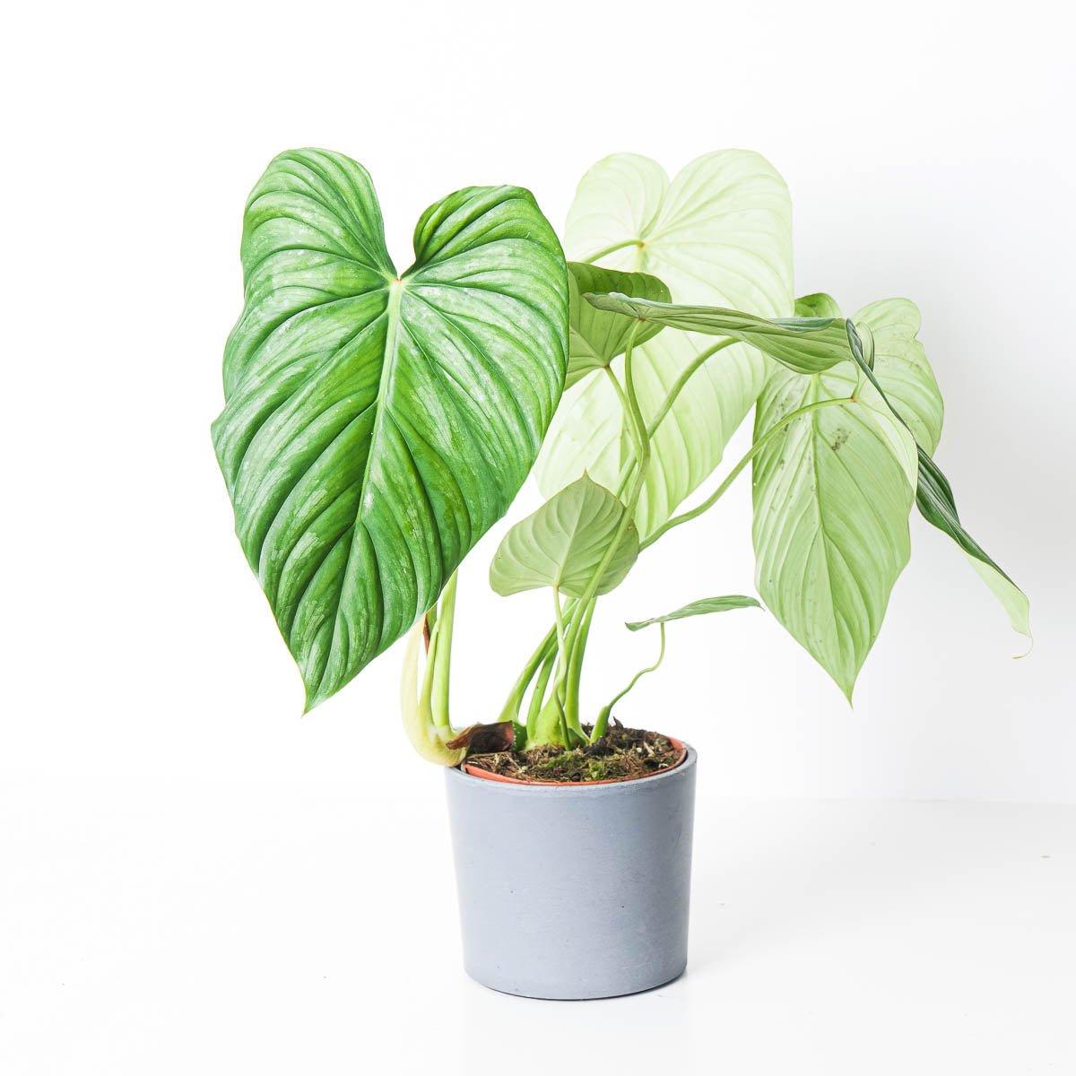 Philodendron pastazanum 'silver' - House of Kojo